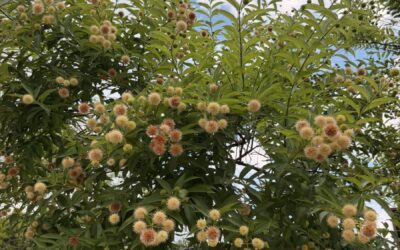 Button Bush: A Native Pollinator Magnet for San Antonio
