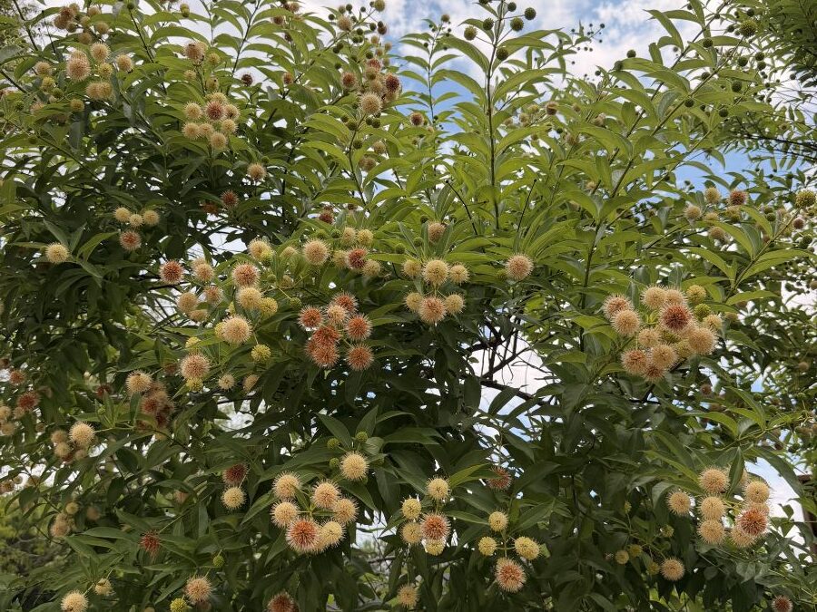 Button Bush: A Native Pollinator Magnet for San Antonio