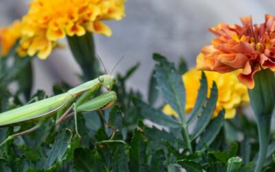 Beneficial Insects: The Tiny Garden Helpers You Actually Want