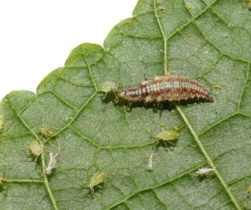 Beneficial insects: ladybug larvae.