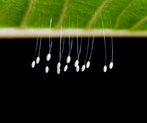 Beneficial insects: green lacewing eggs