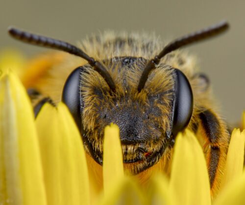 Pollinator: bee