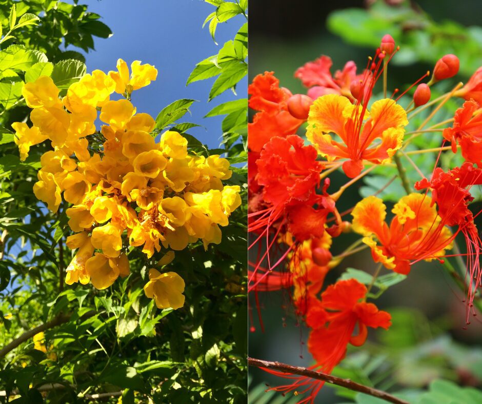 Esperanza and Pride of Barbados graphic.