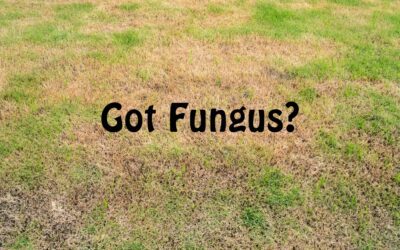 3 Must-Have Fungus Fighting Products for Your Lawn and Garden