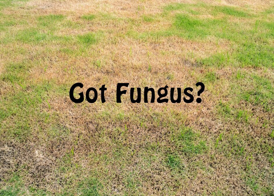 Fungus graphic