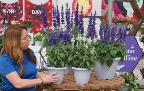 Salvia Comparisons.