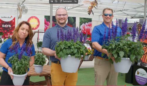 Salvia Mysty, Mystical, Mystical Spires Display by BallFloraPlant
