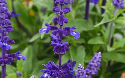 Blue Salvia: Comparing Mysty, Mystical, and Mystic Spires