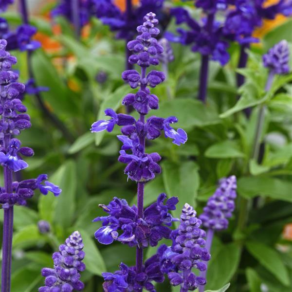 Close up of blue salvia