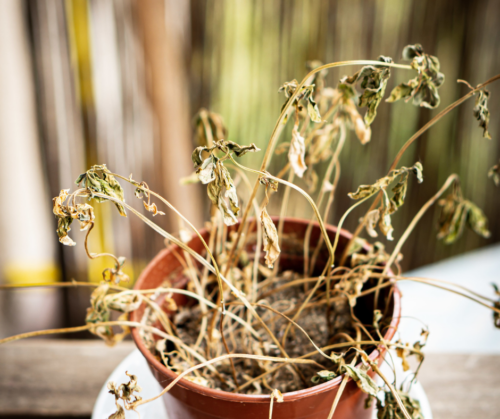 Plant that has been over or under watered.