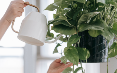 How to Avoid Common Watering Problems with Houseplants