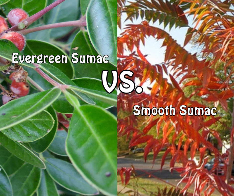 Evergreen and Smooth sumac graphic.