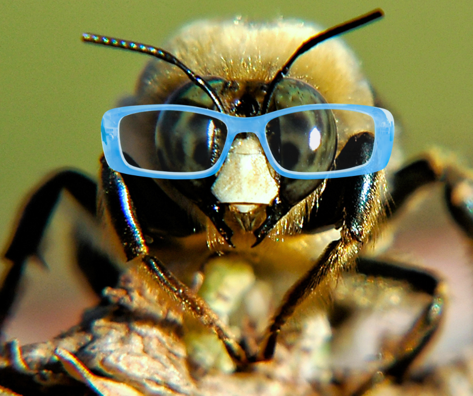 Bee with glasses for pollinator plant match up graphic.