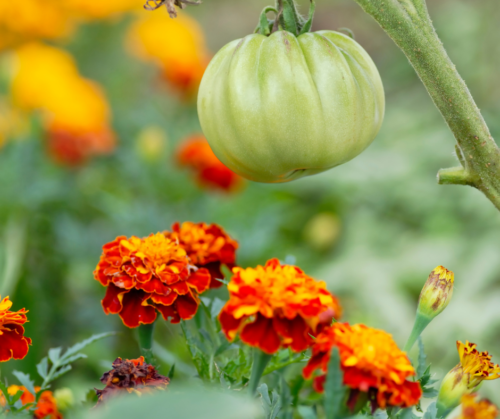 Companion Planting with tomatoes and marigolds