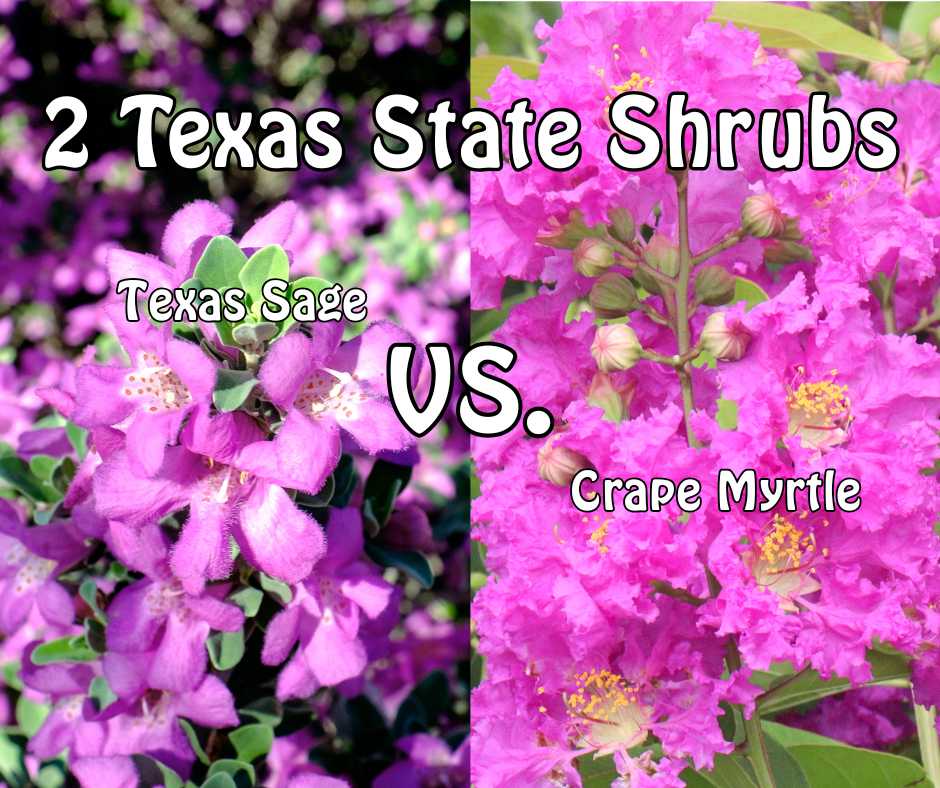 Texas Sage and Crape Myrtle Comparison Chart.