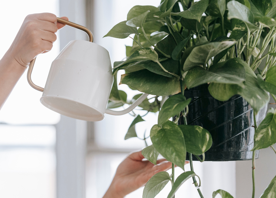 Watering houseplants