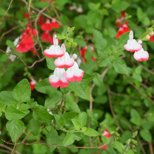 Salvia-greggii-xeriscape-fall-blooming-plants