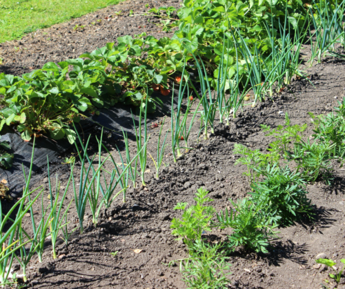 Onions for companion planting.