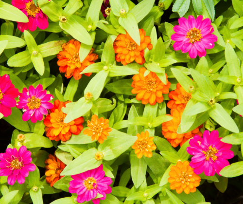 zinnias