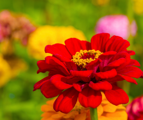 zinnia