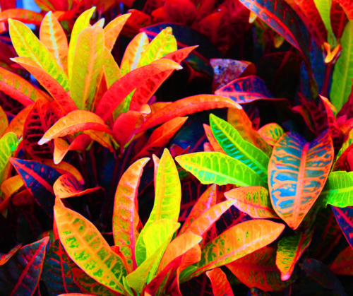 Foliage plants