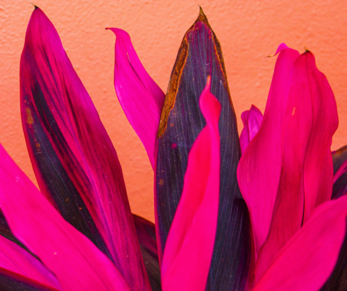 Foliage plants