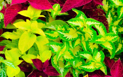 In Praise of Colorful Foliage Plants