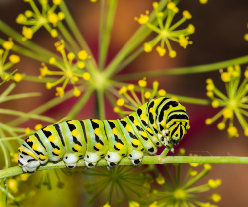 Black swallowtail caterpillar on dill.