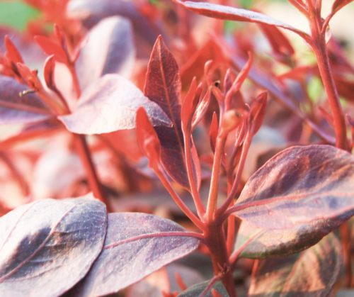 Foliage plants