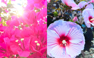Two Hardy Perennials with a Tropical Vibe