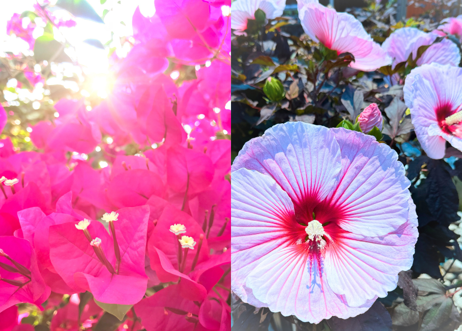 Hardy hibiscus and bougainvillea