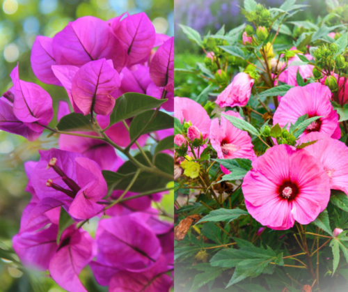 Bougainvillea and hardy hibiscus plants in a graphic. 