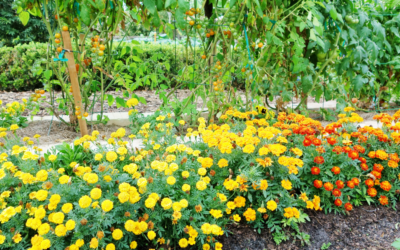 Companion Planting: 4 Plants that Naturally Repel Garden Pests