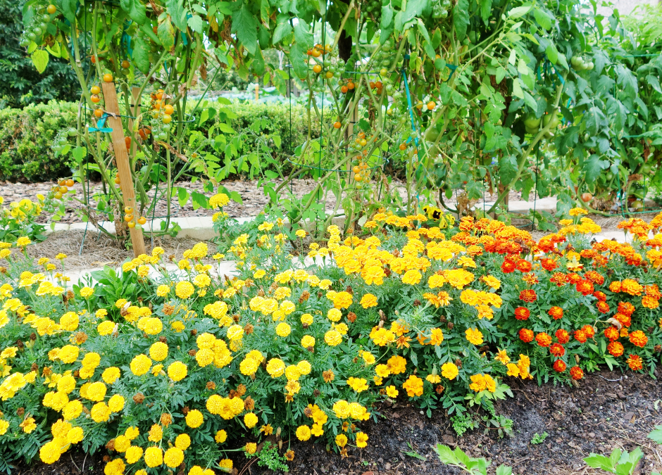 Companion planting