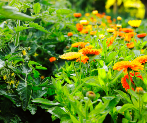 Calendula for companion planting.