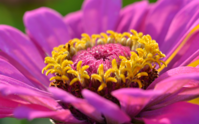 Growing Zinnias in Texas: Blooms from Spring Through Fall