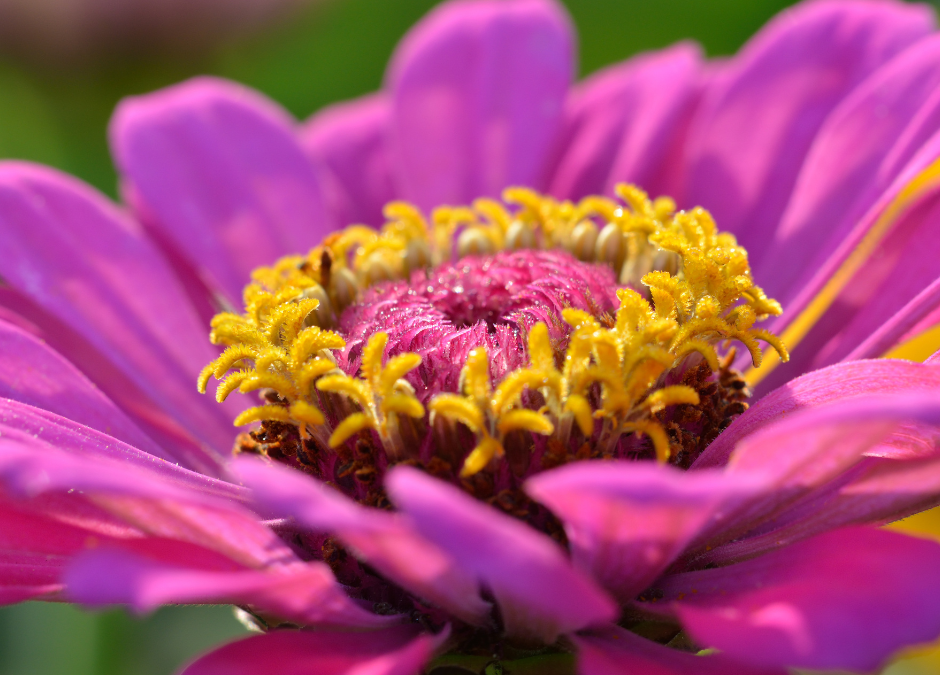 Zinnias