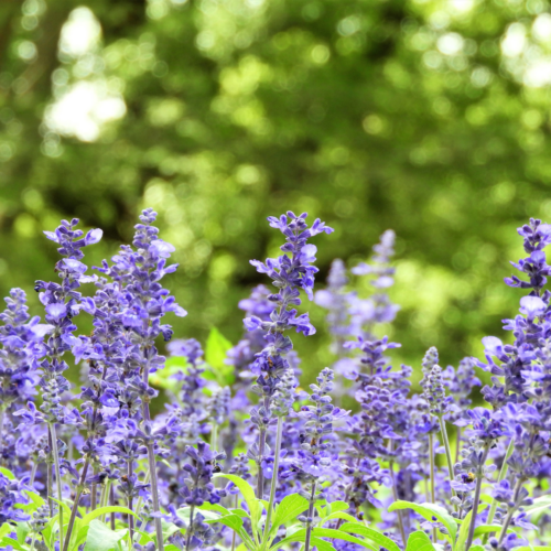 mealy-blue-sage-xeriscape-fall-blooming-plants