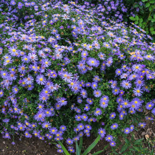 fall-aster-xeriscape-fall-blooming-plants