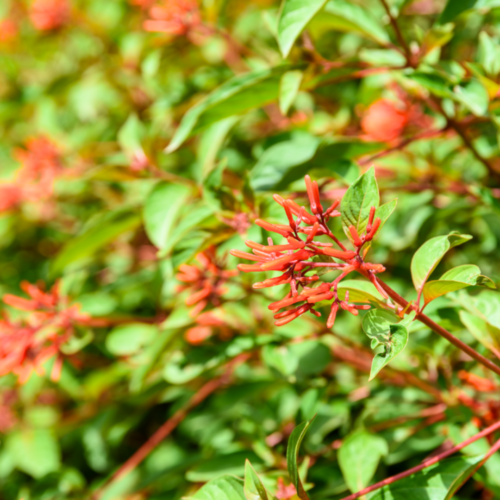 firebush-xeriscape-fall-blooming-plants (2)