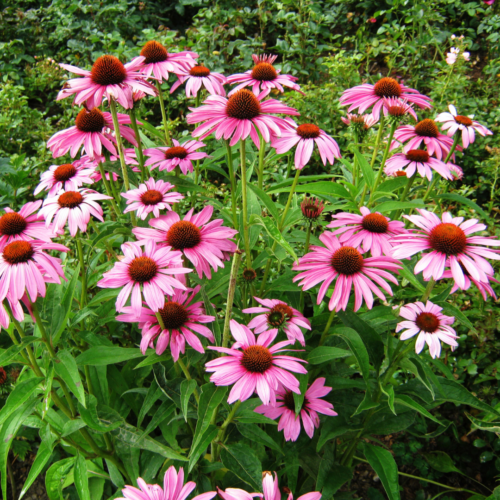 Purple-coneflower-xeriscape-fall-blooming-plants