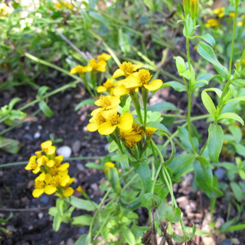 Mexican-Mint-Marigold-xeriscape-fall-blooming-plants