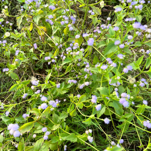 Greggs-blue-mistflower-xeriscape-fall-blooming-plants