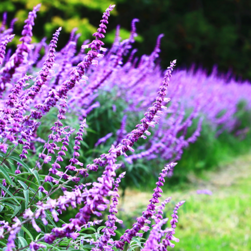 Mexican-Bush-Sage-xeriscape-fall-blooming-plants