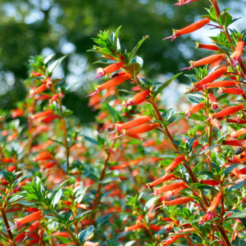 cigar-bush-xeriscape-fall-blooming-plants 