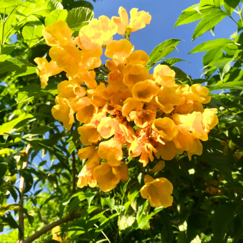esperanza-xeriscape-fall-blooming-plants (7)