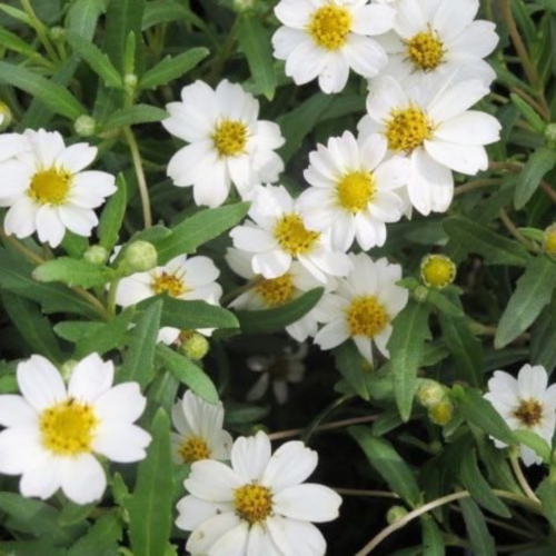 Blackfoot-daisy-xeriscape-fall-blooming-plants
