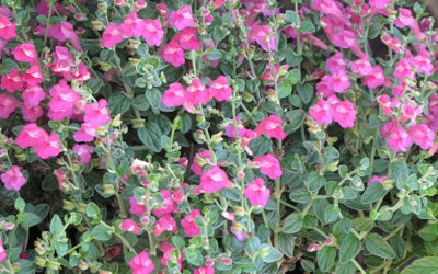 Skullcap: A Long-Blooming, Dependable Perennial for San Antonio.