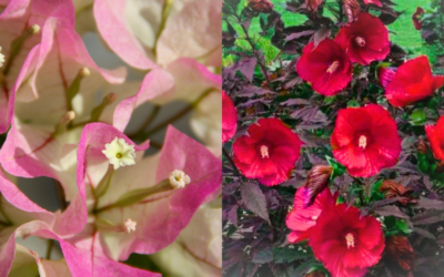 Hardy Hibiscus and Bougainvillea: Easy Troubleshooting Tips