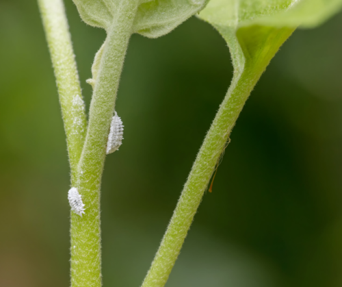 Mealybugs